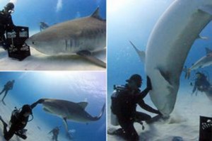 TEASER-Diver-teaches-2000lb-tiger-shark-to-dance