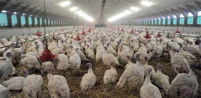 كوريا الجنوبية تعدم 200 ألف طائر لمنع انتشار إنفلونزا الطيور كويت نيوز
