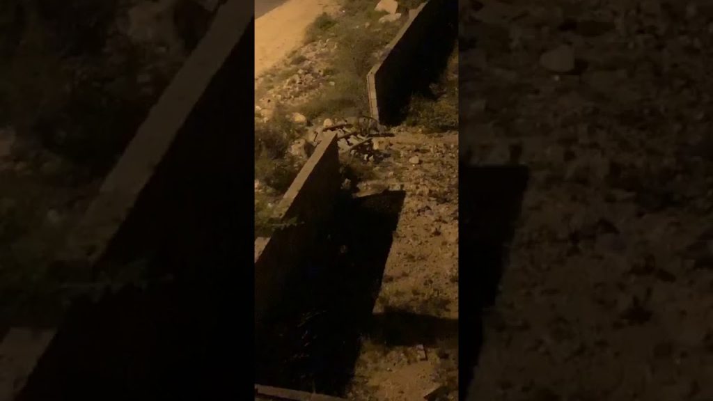 شاهد: ضباع تتجول داخل حي سكني في #مكة المكرمة