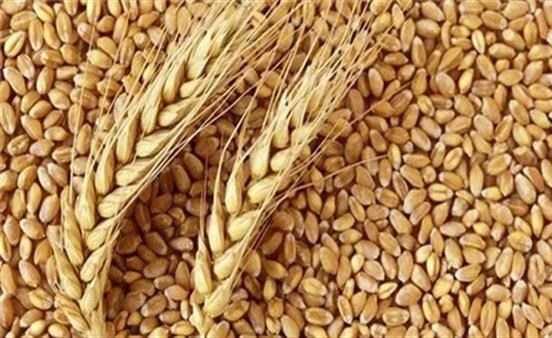 مسؤولة أممية: العالم يتجه نحو أزمة غذاء كبرى بسبب “كورونا”