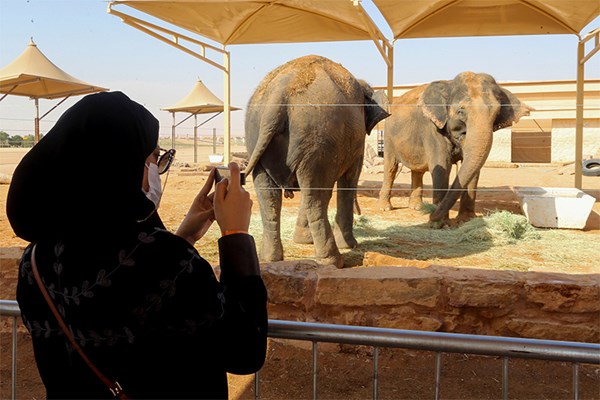 حديقة سفاري أفريقية في صحراء السعودية