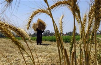 مصر تتجه للسوق المحلي لتعويض القمح الروسي والأوكراني.. ومزارعون يطالبون برفع السعر