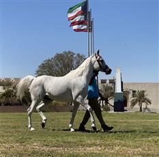 مهرجان القرين الثقافي الـ27 يقيم فعالية «موروث الخيل عند العرب» لإبراز أصالتها وتراثها العريق